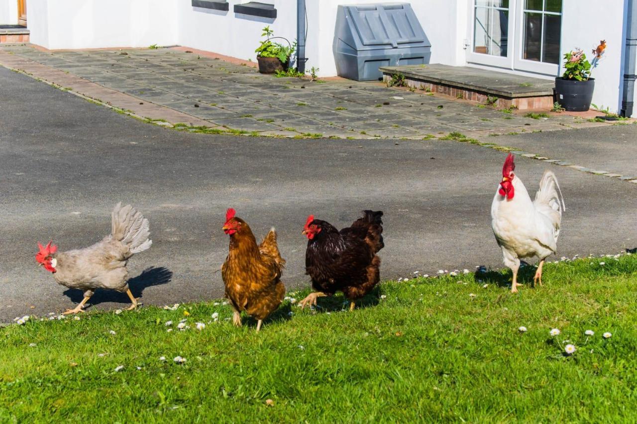The Heights & Hollows Farmhouse, Saul, Downpatrick, Sleeps 14 Exteriör bild
